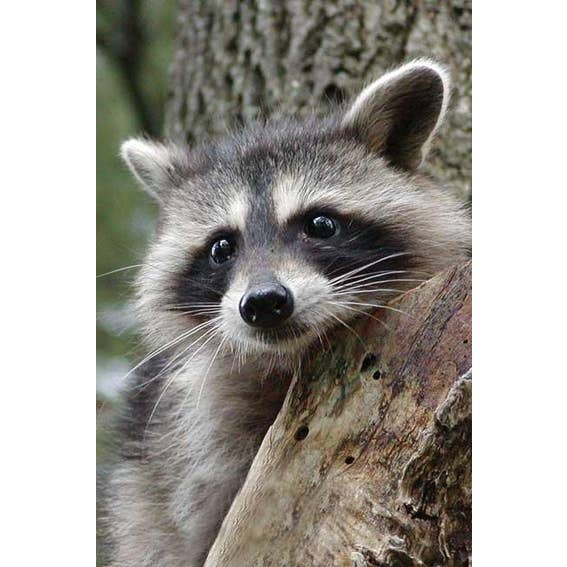 Raccoon Journal