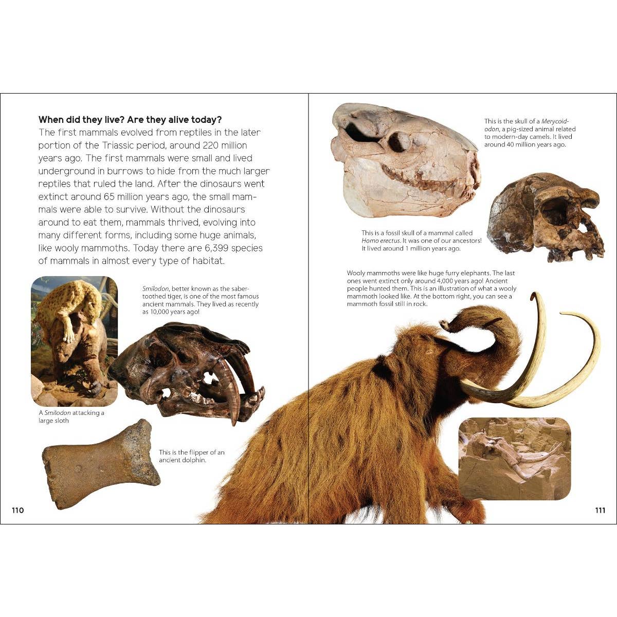 Fossils for Kids
