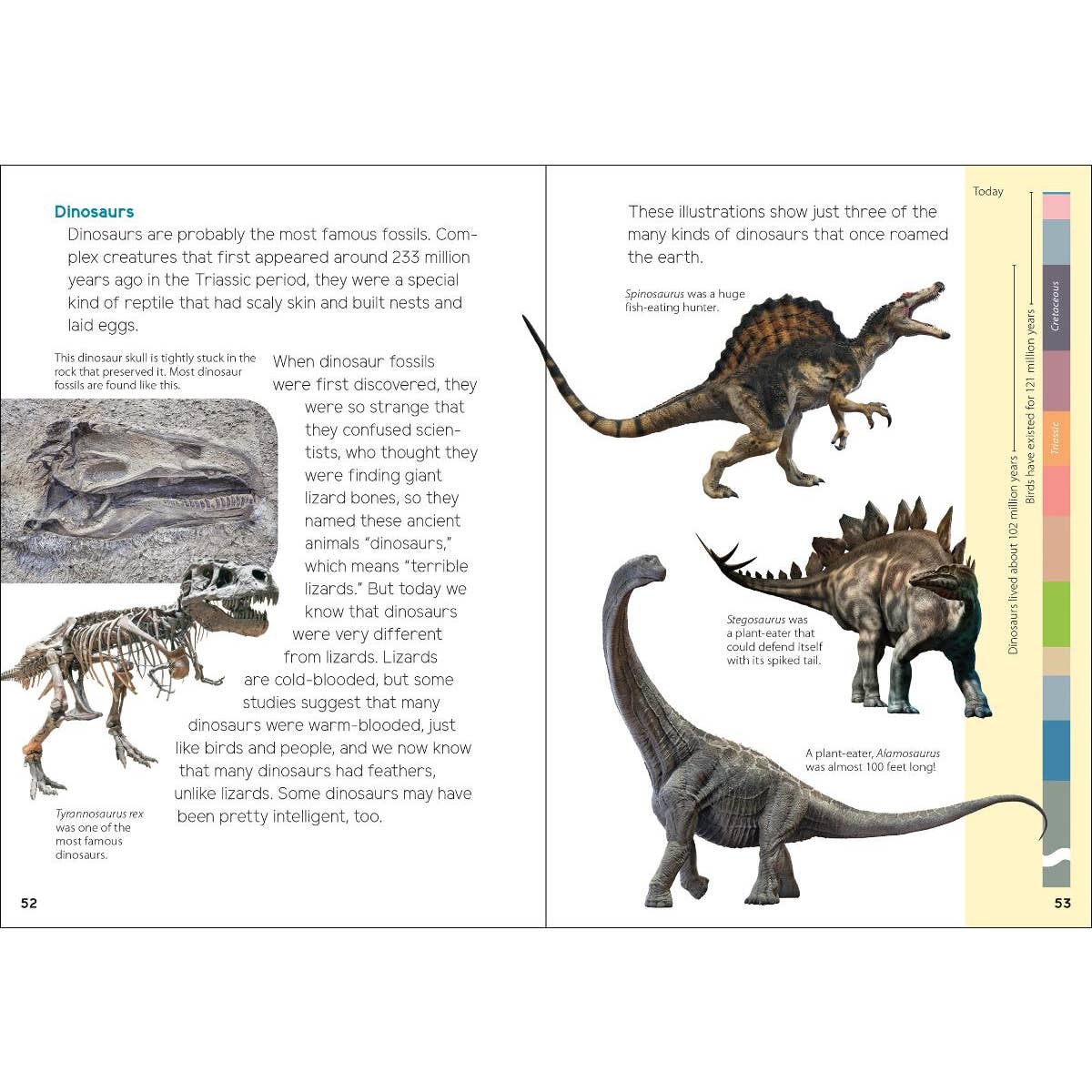 Fossils for Kids