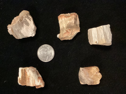 Petrified Wood