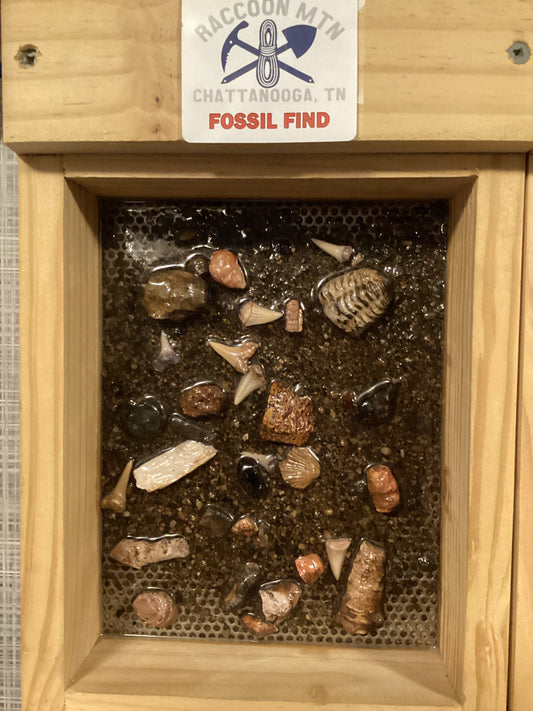 GP Fossil Find
