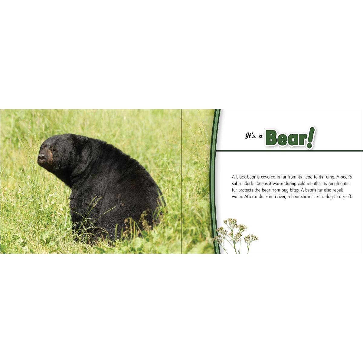 Whose Butt? Animal Identification Book